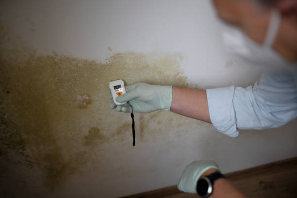 Best Certified Mold Removal  in Hunters Creek Village, TX
