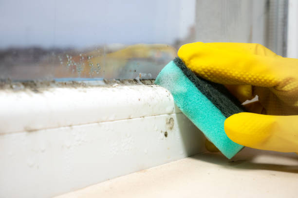 Mold Removal Process in Hunters Creek Village, TX