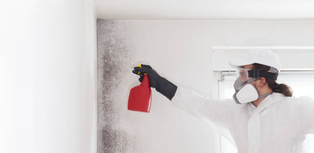 Best Crawl Space Mold Removal  in Hunters Creek Village, TX