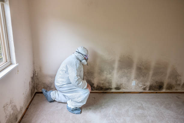 Best Attic Mold Removal  in Hunters Creek Village, TX
