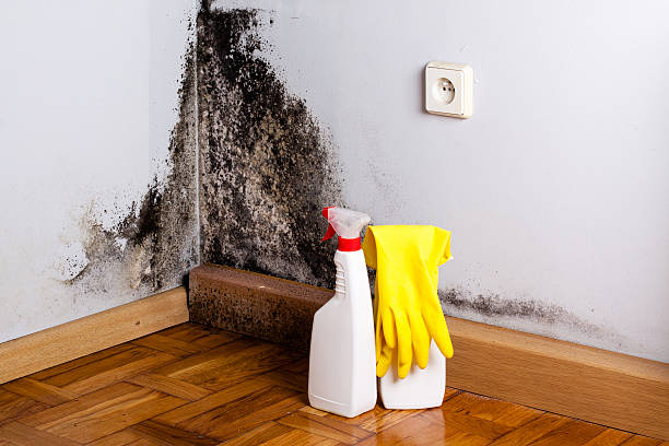 Best Local Mold Removal Service  in Hunters Creek Village, TX