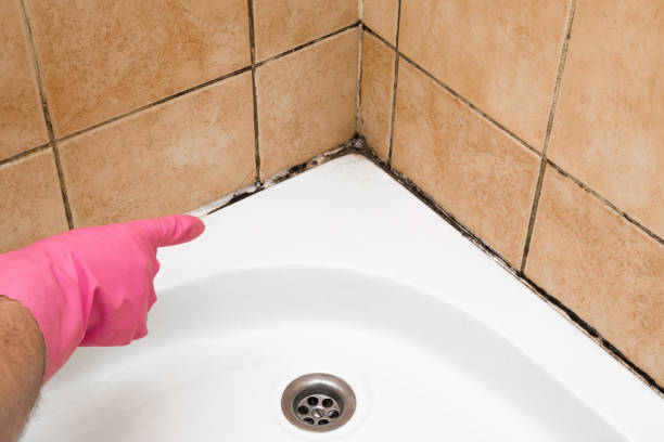 Best Toxic Mold Removal  in Hunters Creek Village, TX